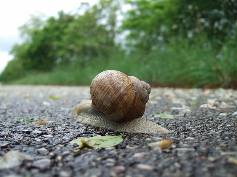 2010-05- (15).JPG - ... und schließlich überholen wir noch einen Wanderkameraden, der nicht nur einen Rucksack, sondern sein ganzes Haus mit herum schleppt